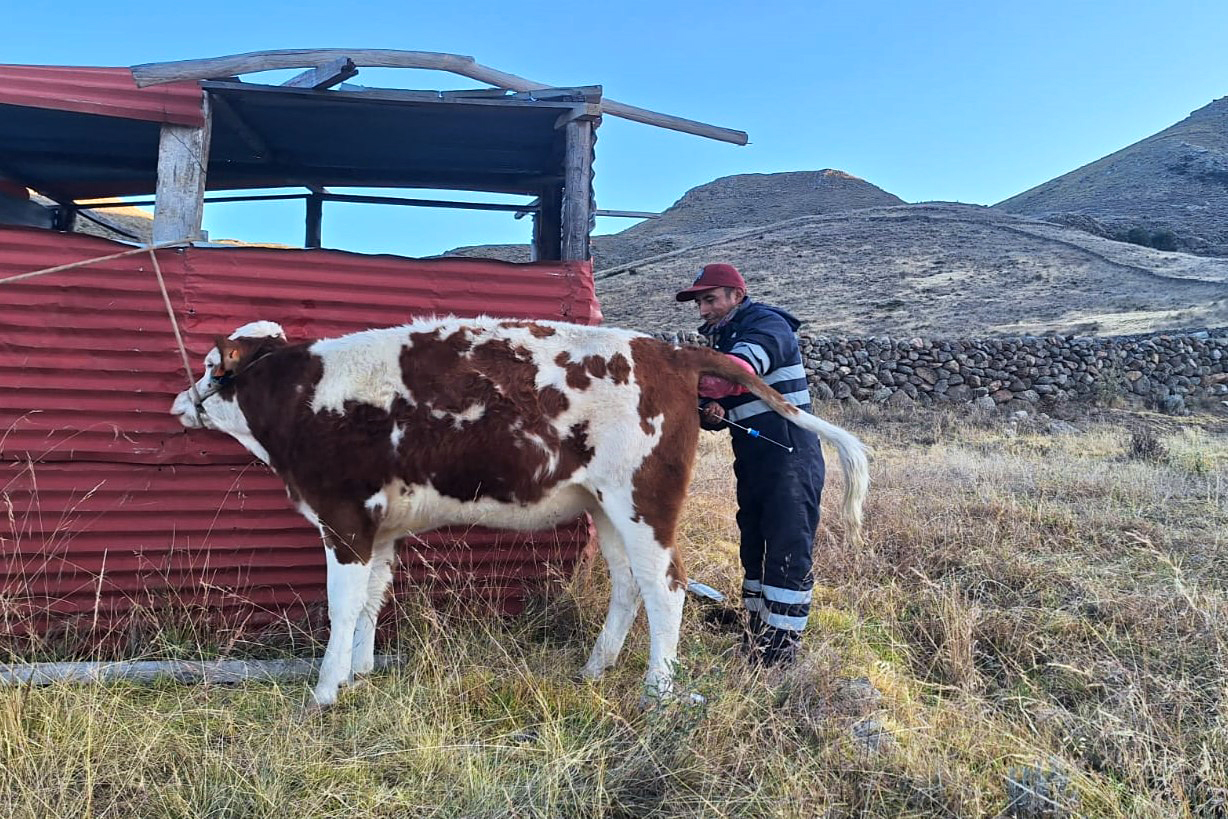 Proyecto Bovino Huanca Sancos realizará 8 mil 100 inseminaciones artificiales