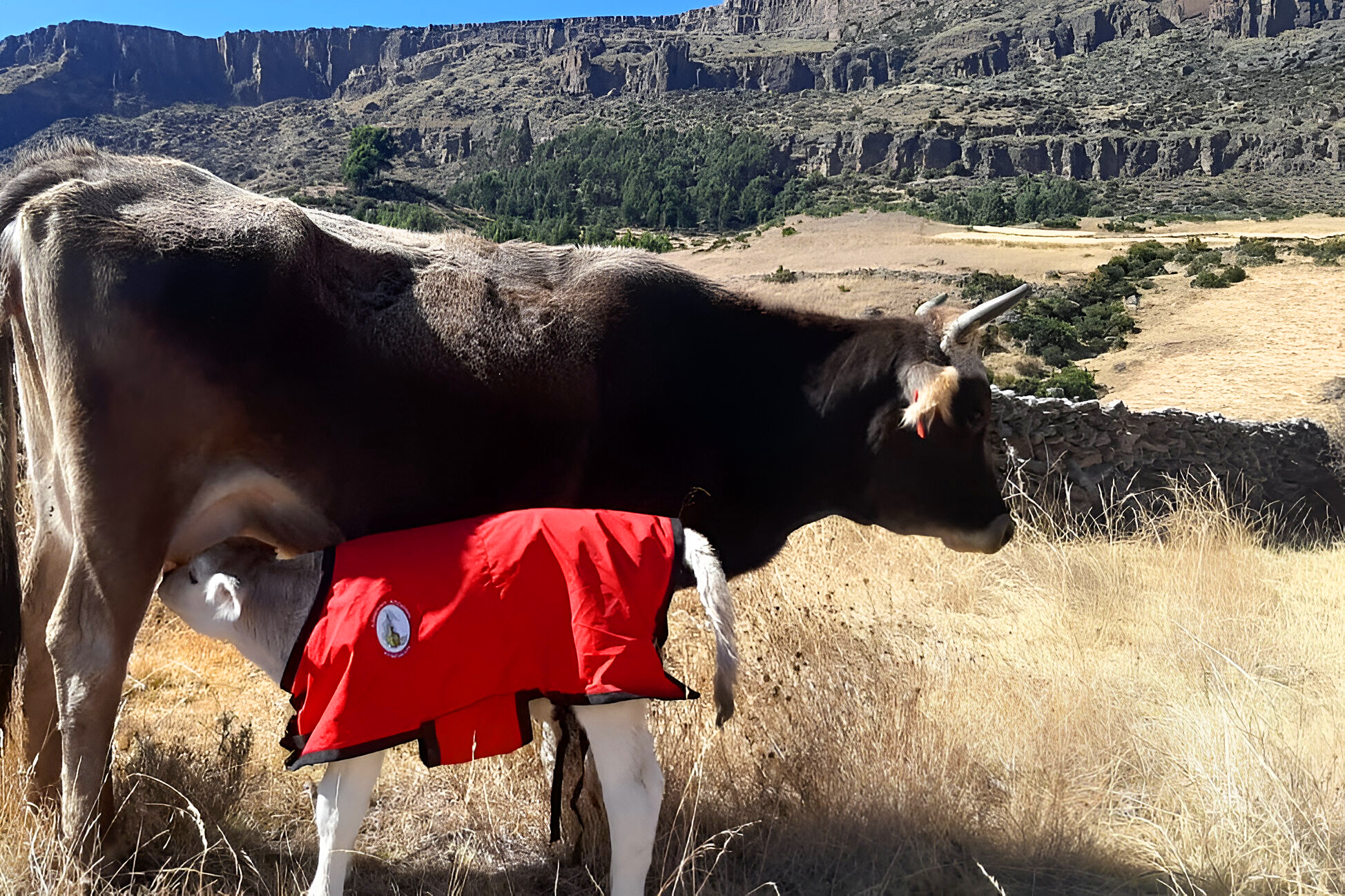 Proyecto Bovino Huanca Sancos realizará 8 mil 100 inseminaciones artificiales