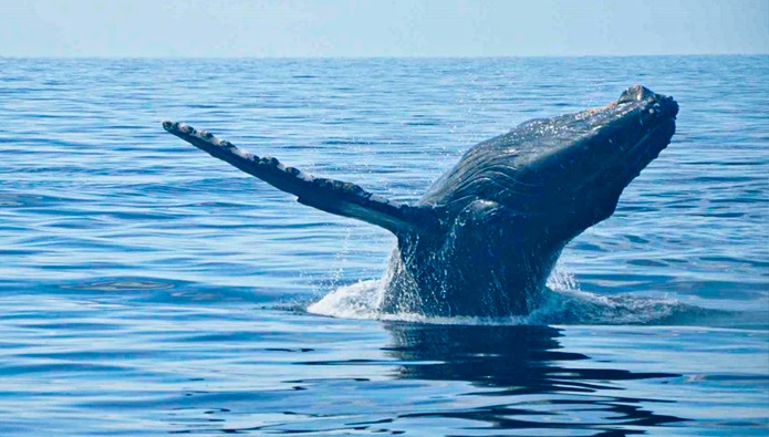 ballena jorobada