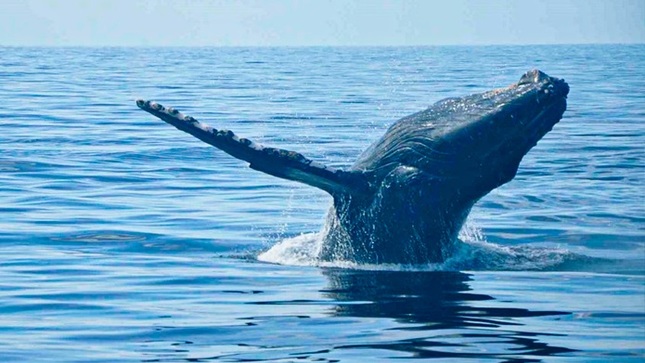 ballena jorobada