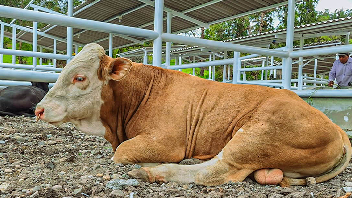 GANADERO