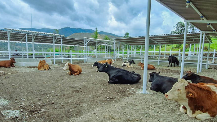 GANADERO