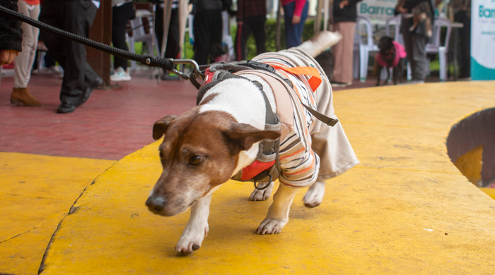 Diris Lima Sur realizó desfile de mascotas y Campaña Veterinaria en Barranco