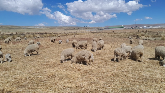 Agro