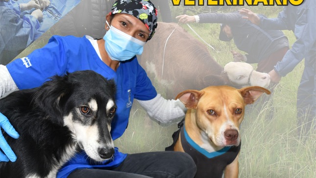 Día del médico veterinario