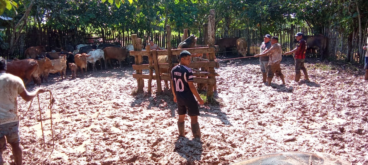 Foto Vacunación Ganado