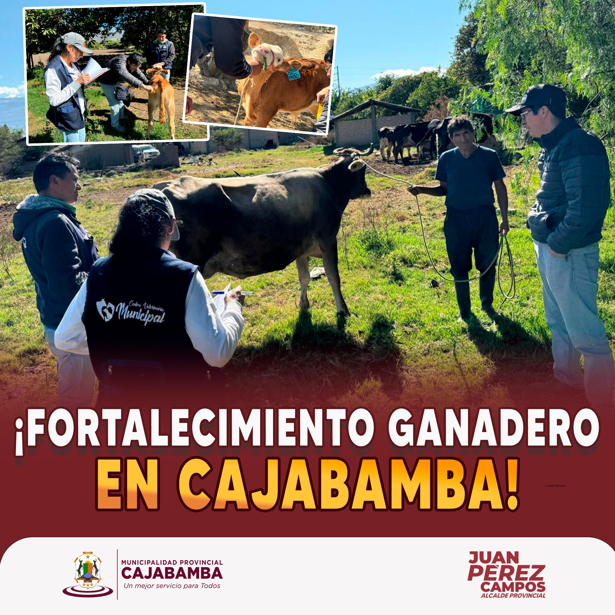 Fortalecimiento ganadero en Cajabamba