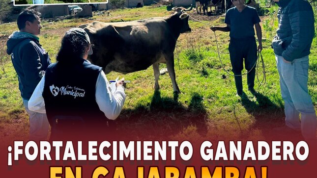 Fortalecimiento ganadero en Cajabamba