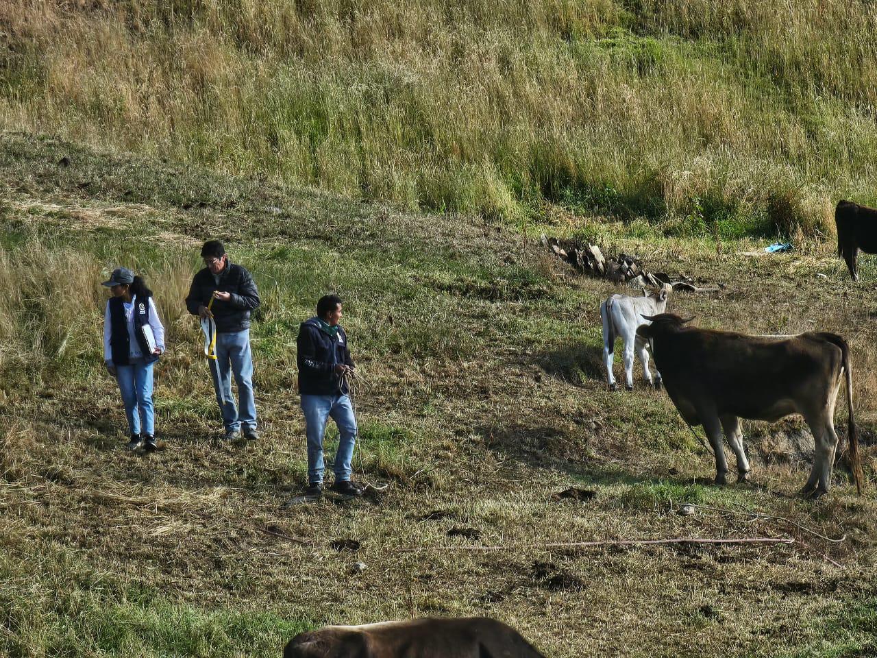 Fortalecimiento ganadero en Cajabamba