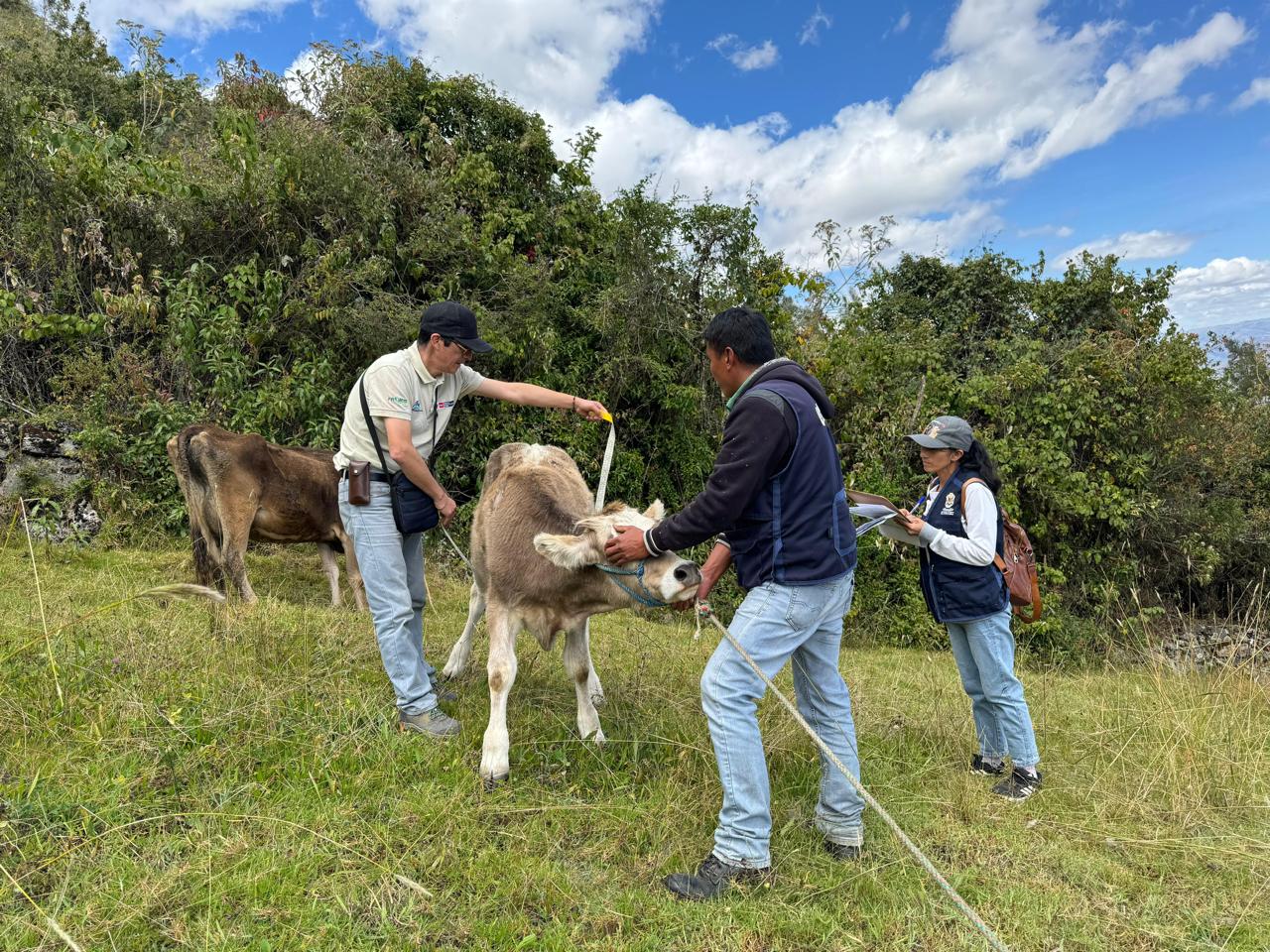 Fortalecimiento ganadero en Cajabamba