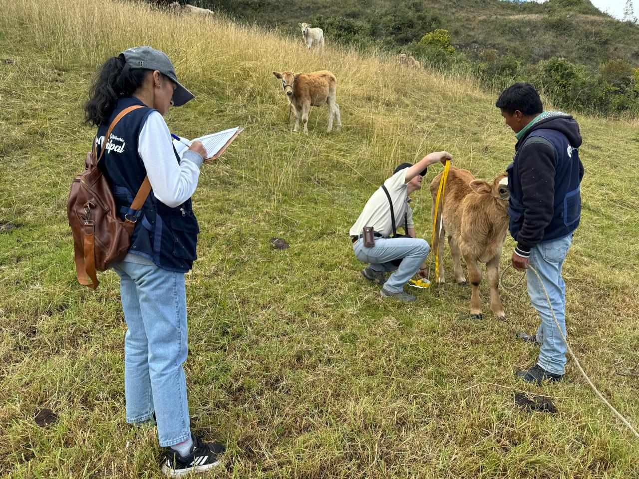 Fortalecimiento ganadero en Cajabamba
