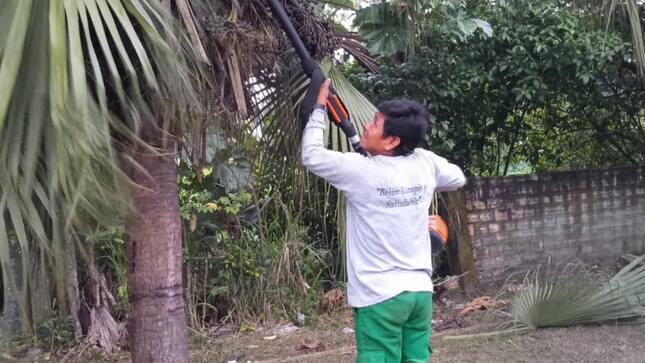 Limpieza de áreas verdes y poda de árboles en la Avenida Quiñones