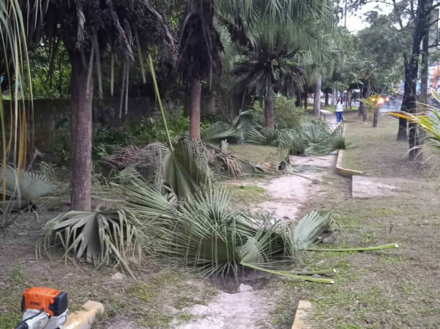 Limpieza de áreas verdes y poda de árboles en la Avenida Quiñones
