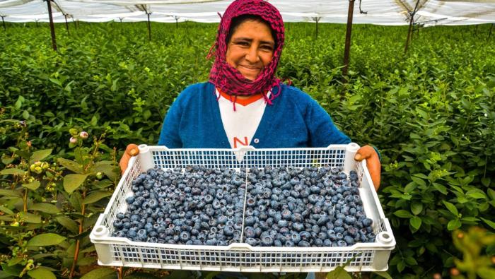 • Las exportaciones agrarias siguen al alza, logrando un crecimiento del 7.5% en comparación al mismo período del año pasado.