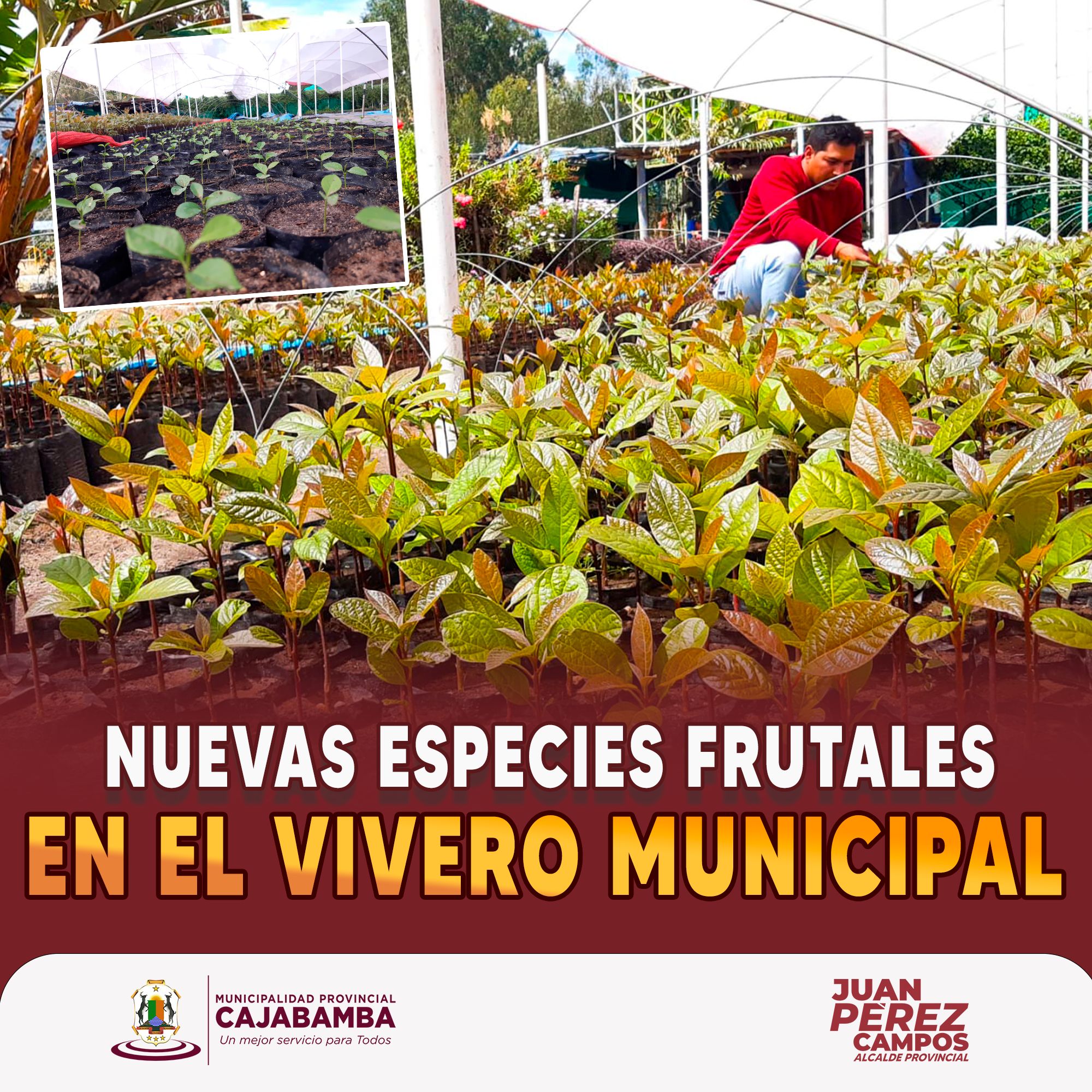 Nuevas especies frutales en el Vivero Municipal