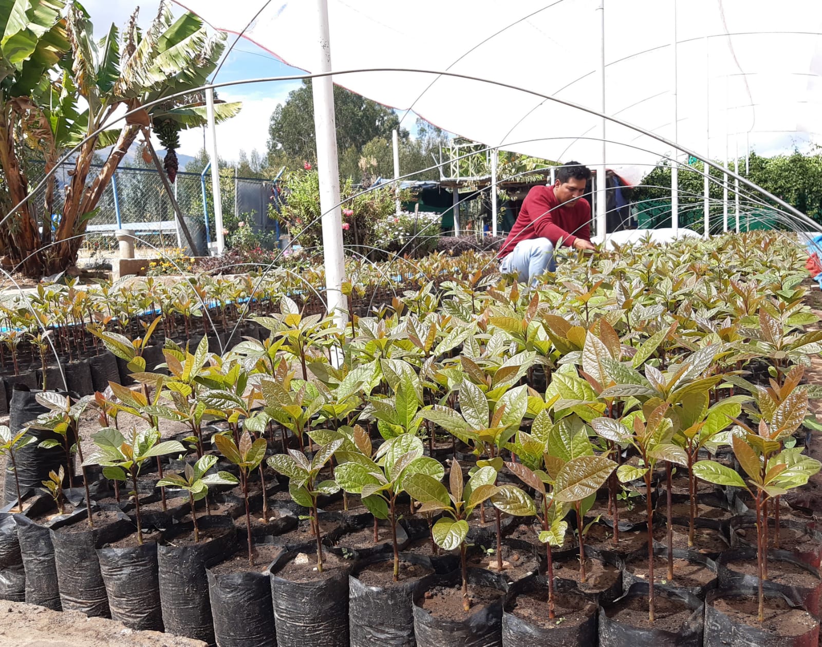 Nuevas especies frutales en el Vivero Municipal