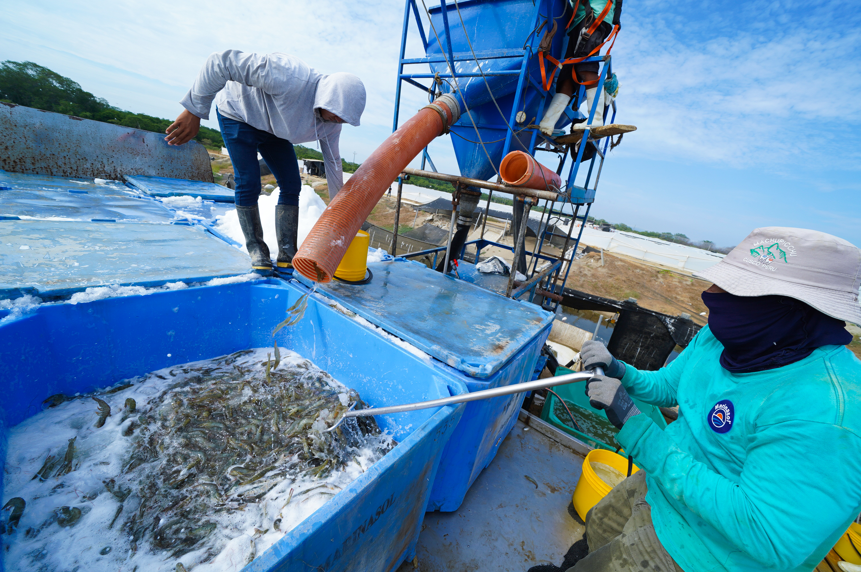 Perú declara ante la OMSA su condición como país libre de cuatro enfermedades en la especie langostino blanco