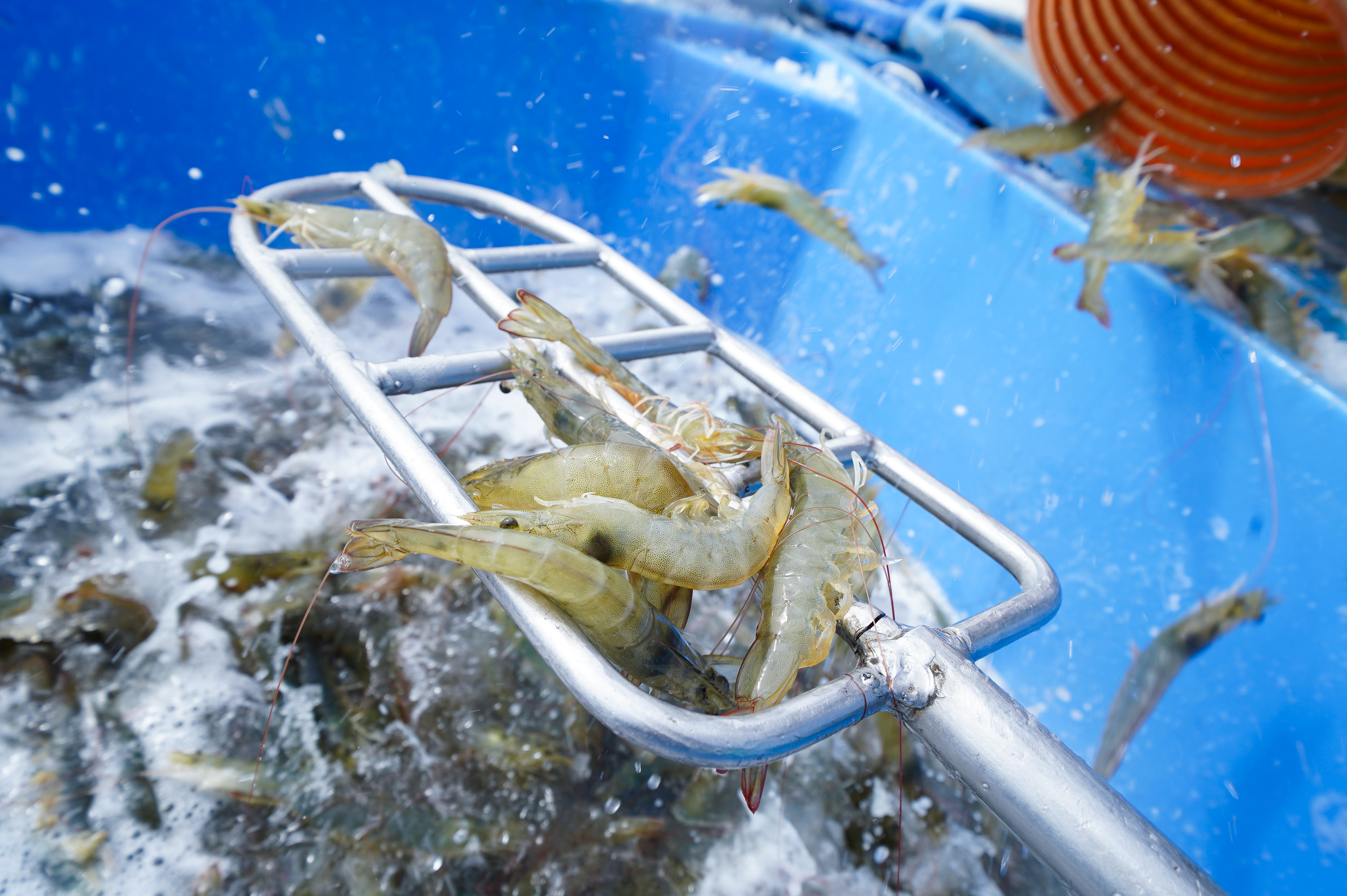 Perú declara ante la OMSA su condición como país libre de cuatro enfermedades en la especie langostino blanco