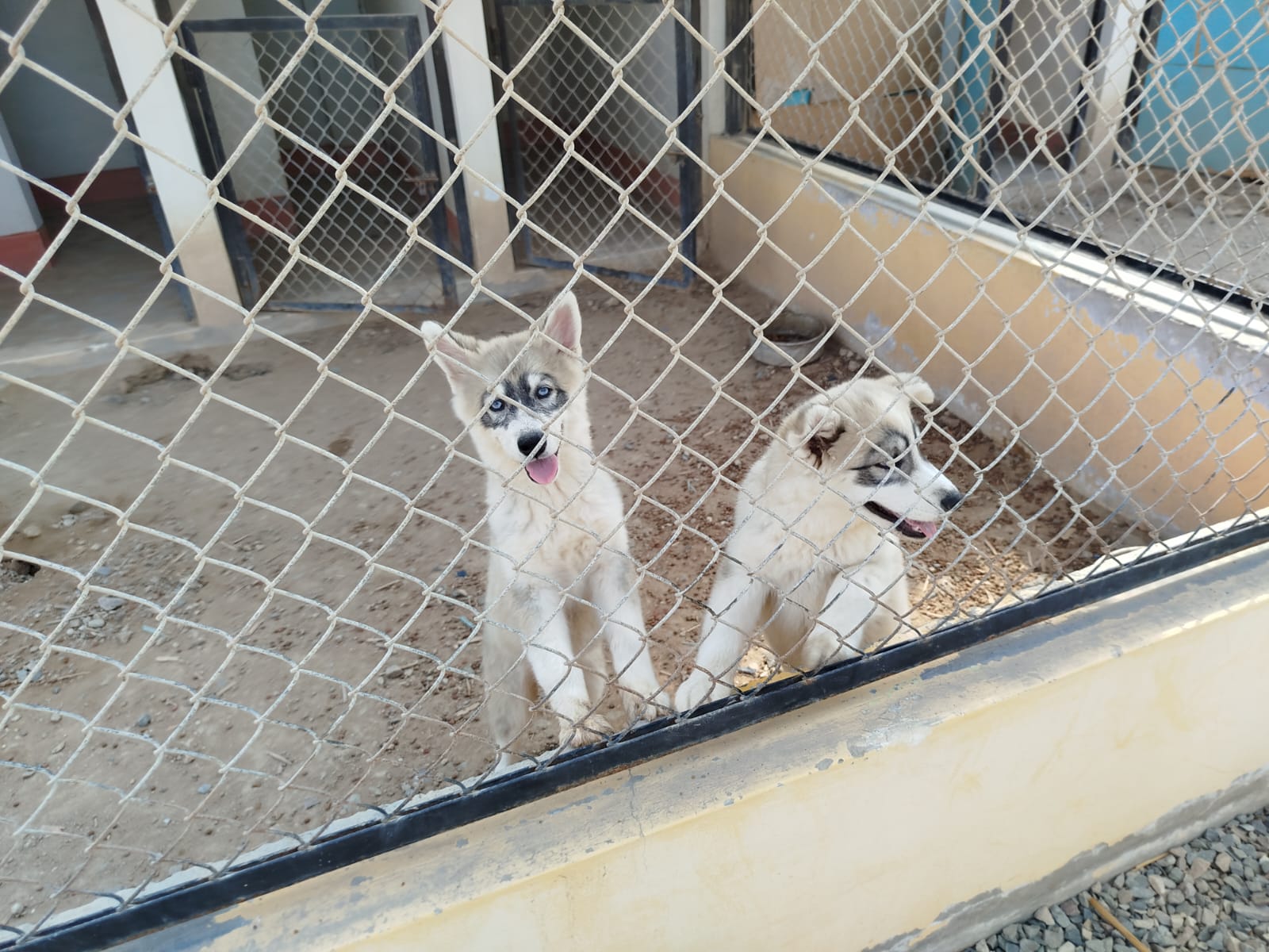 centro veterinario de la mpch