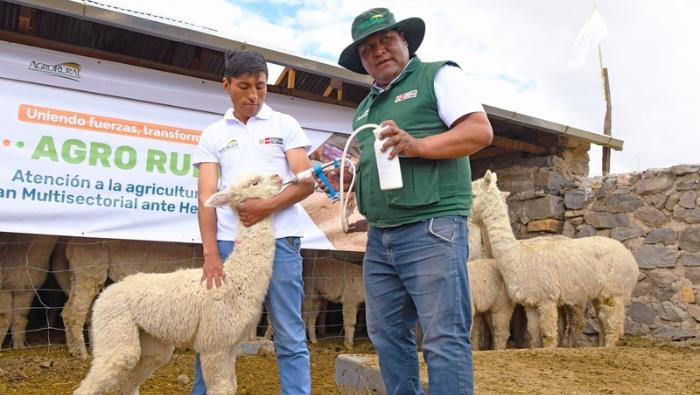 Gobierno protege a más de 2 millones de alpacas y ovinos con kits veterinarios en beneficio de más de 21 mil productores de zonas altoandinas