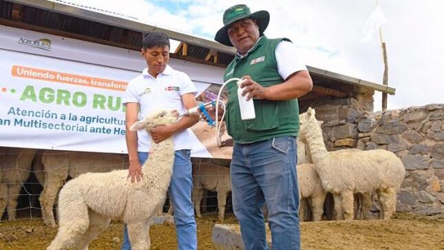 Gobierno protege a más de 2 millones de alpacas y ovinos con kits veterinarios en beneficio de más de 21 mil productores de zonas altoandinas 