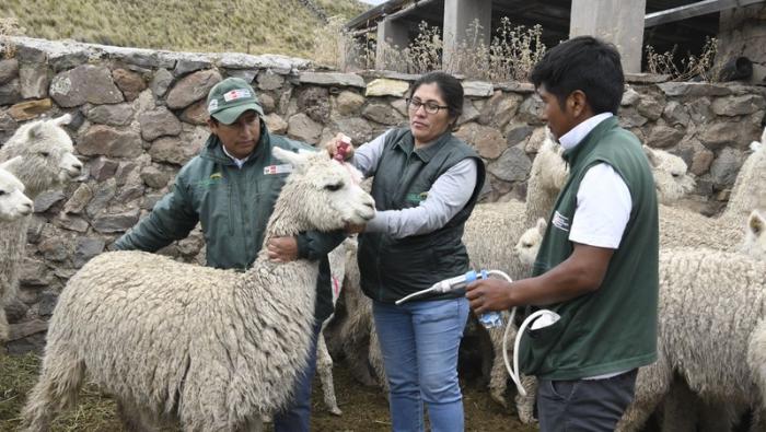 Gobierno protege a más de 2 millones de alpacas y ovinos con kits veterinarios en beneficio de más de 21 mil productores de zonas altoandinas