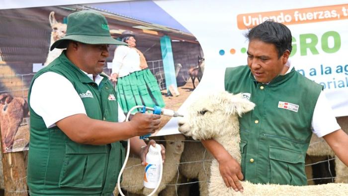 Gobierno protege a más de 2 millones de alpacas y ovinos con kits veterinarios en beneficio de más de 21 mil productores de zonas altoandinas