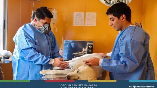 📌La Municipalidad Provincial de Cajamarca, a través del canil municipal, ha iniciado la campaña de esterilización 2024, que se desarrollará desde hoy hasta el 14 de julio en las instalaciones del sector Venecia (ingresando por el puente). Esta campaña está dirigida a canes con propietario a costo social y a perros en estado de abandono de manera gratuita, con el objetivo de controlar la población canina y promover el bienestar animal.
✅Esta iniciativa responde a la Ley N° 30407, que garantiza el bienestar y protección de los animales vertebrados domésticos o silvestres mantenidos en cautiverio, y a la Ley N° 31311, que prioriza la esterilización de perros y gatos como parte de la política nacional de salud pública.
