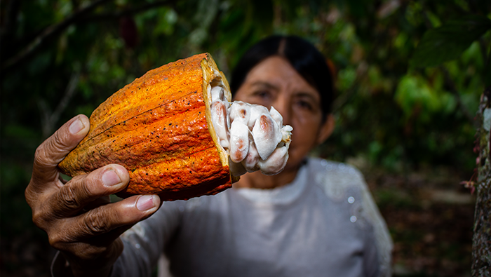 GUARDIANES DEL CACAO