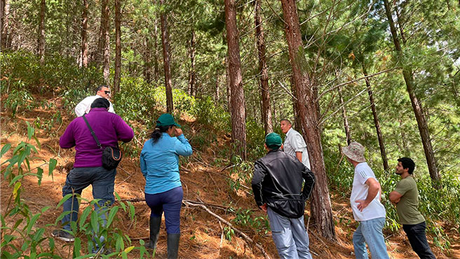 gobierno plantaciones