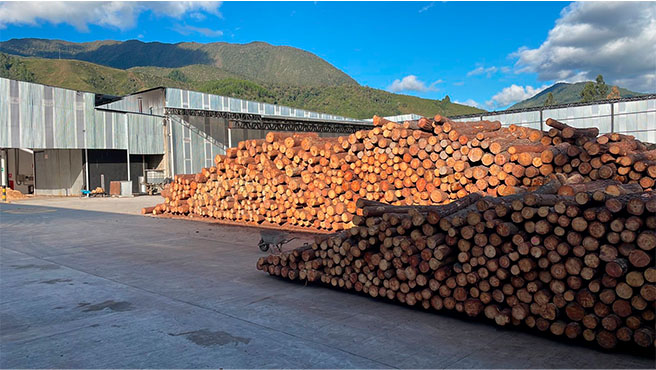 gobierno plantaciones