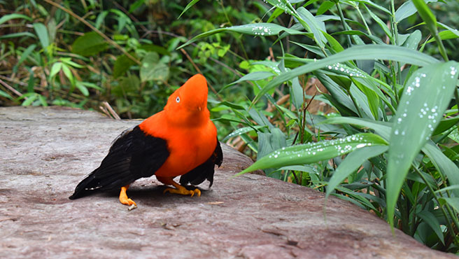 gallito de las rocas