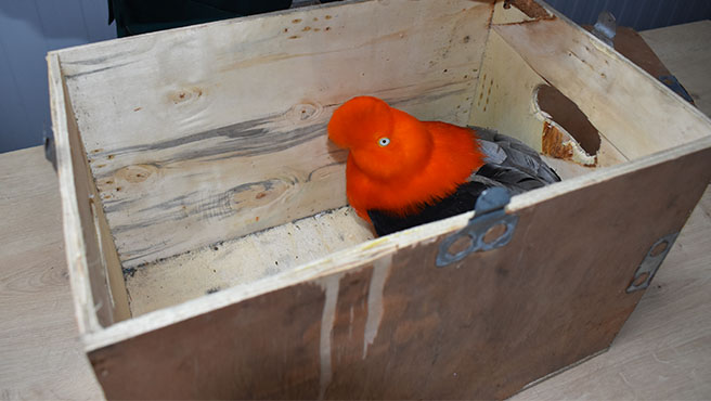gallito de las rocas