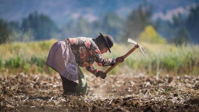 El Midagri ha subvencionado hasta la fecha S/ 58,1 millones a organizaciones de
las mujeres agrarias