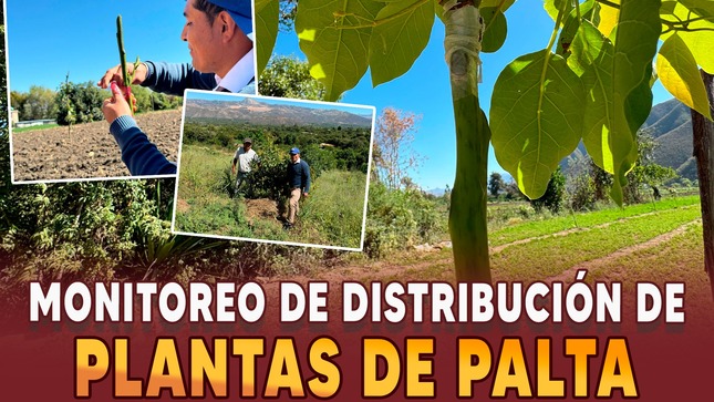 Monitoreo de distribución de plantas de palta
