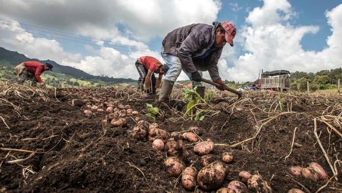 MIDAGRI: Encuesta Nacional de Intenciones de Siembra proyecta crecimiento de cultivos en 4,3% en la campaña agrícola 2024-2025