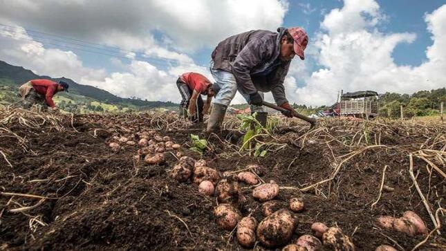 MIDAGRI: Encuesta Nacional de Intenciones de Siembra proyecta crecimiento de cultivos en 4,3% en la campaña agrícola 2024-2025
