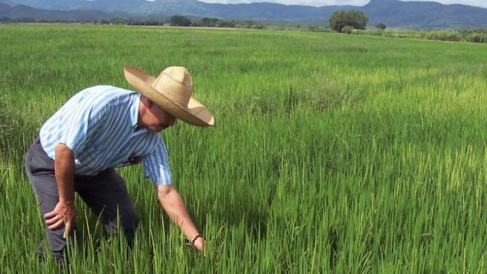 MIDAGRI: Encuesta Nacional de Intenciones de Siembra proyecta crecimiento de cultivos en 4,3% en la campaña agrícola 2024-2025