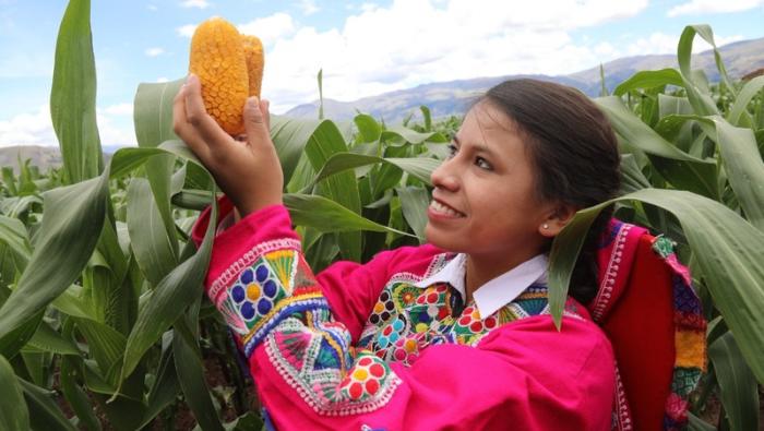 MIDAGRI: Encuesta Nacional de Intenciones de Siembra proyecta crecimiento de cultivos en 4,3% en la campaña agrícola 2024-2025