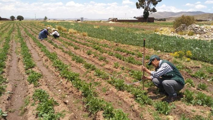 MIDAGRI: Encuesta Nacional de Intenciones de Siembra proyecta crecimiento de cultivos en 4,3% en la campaña agrícola 2024-2025