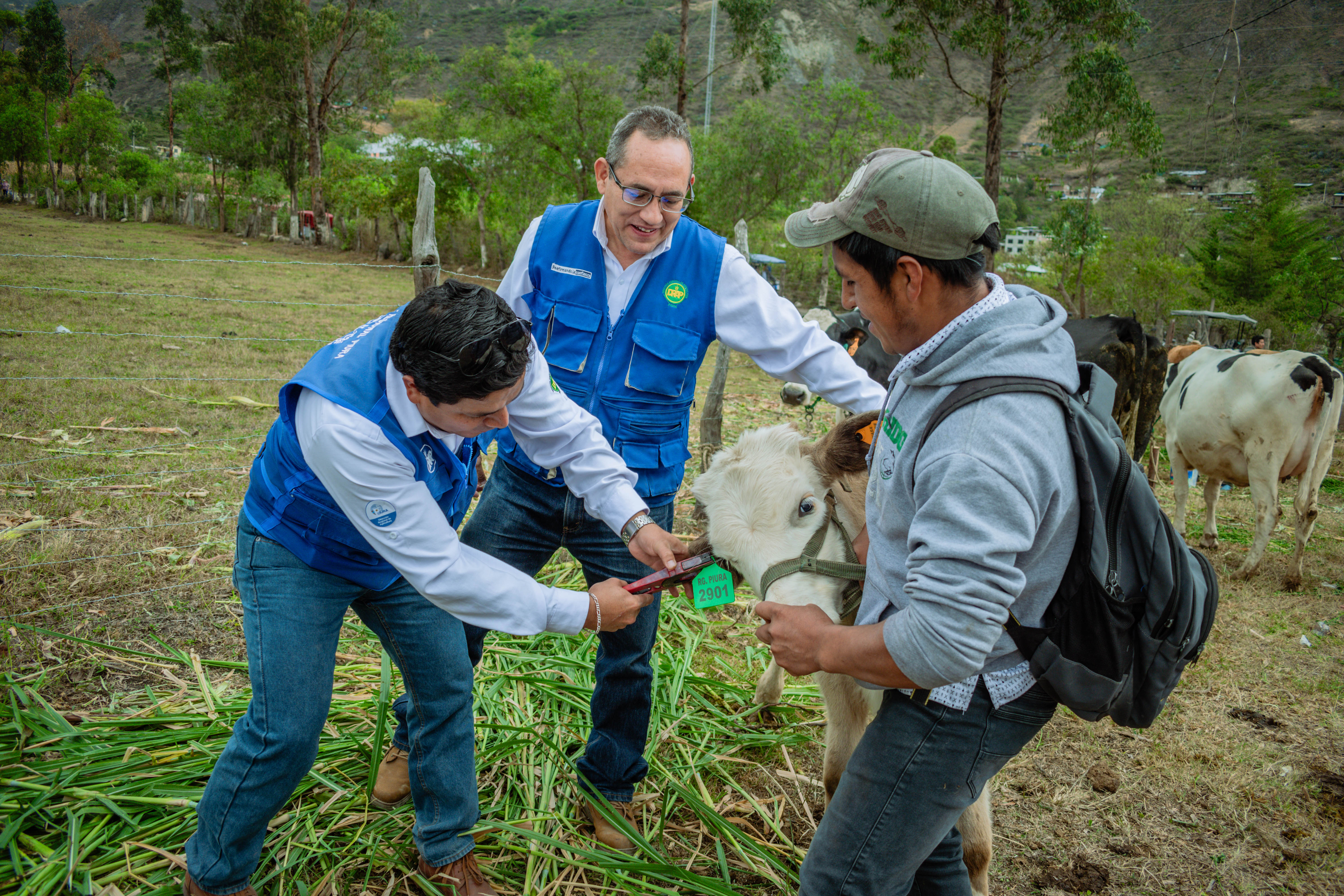 En festividad de Huancabamba exponen logros de proyecto del GORE para mejorar ganadería