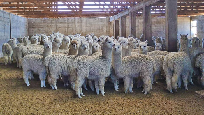 AGRO RURAL
