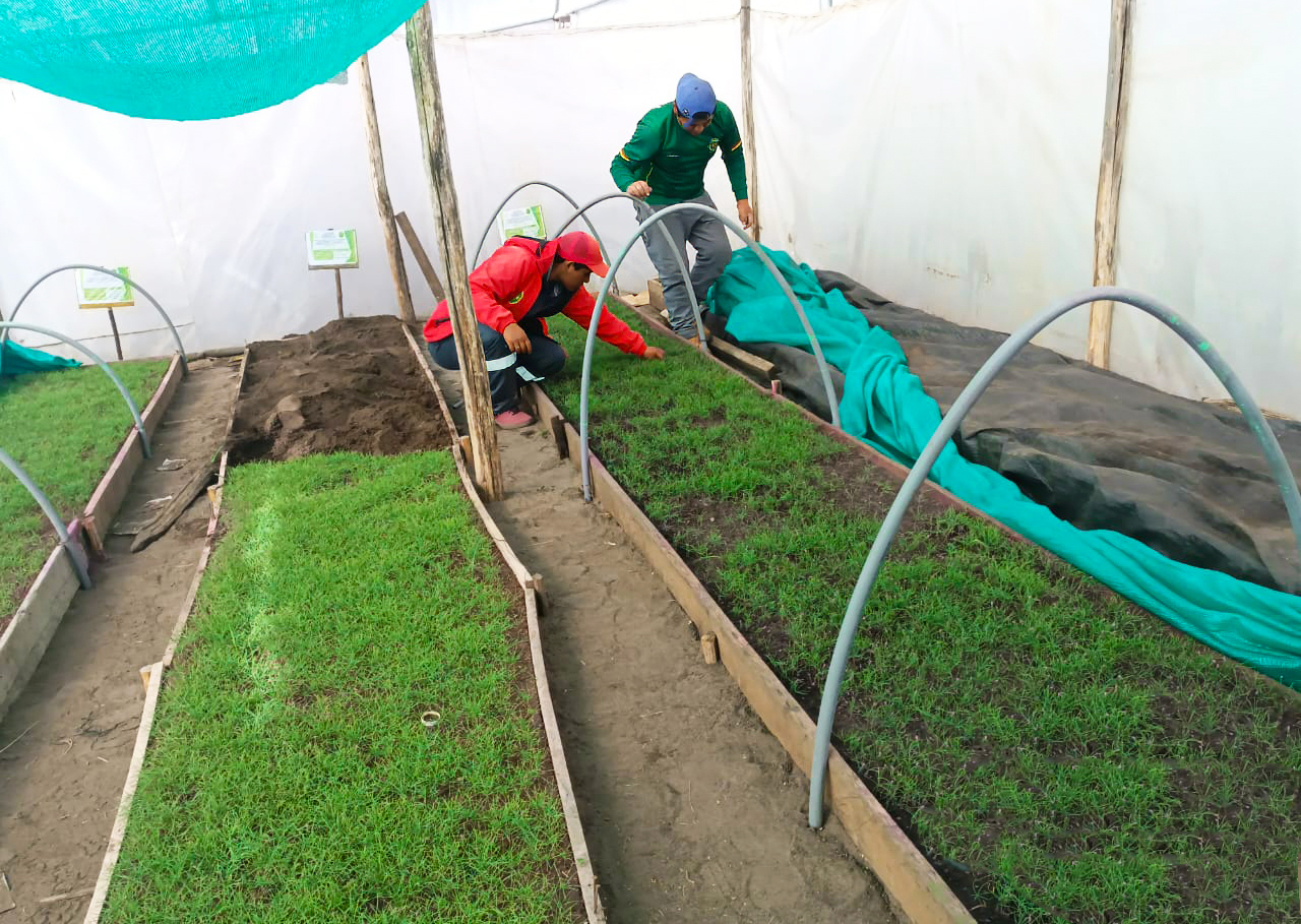 GORE Ayacucho produce 220 mil plantones forestales en Fajardo