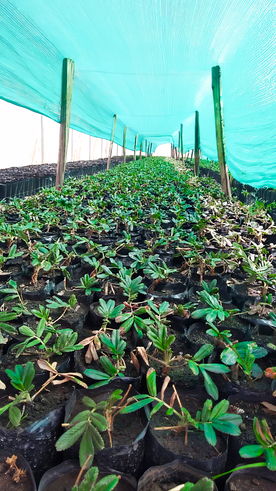 GORE Ayacucho produce 220 mil plantones forestales en Fajardo
