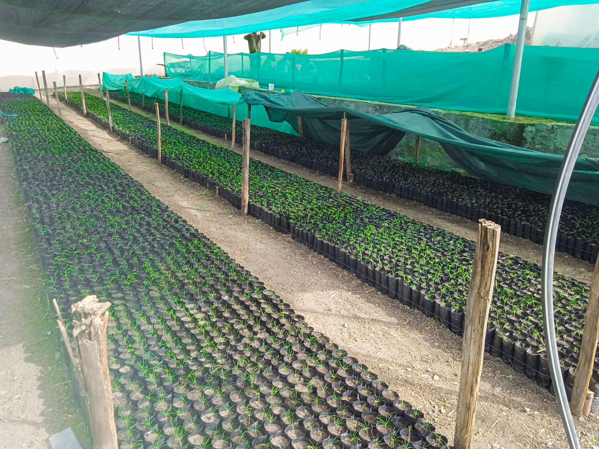 GORE Ayacucho produce 220 mil plantones forestales en Fajardo