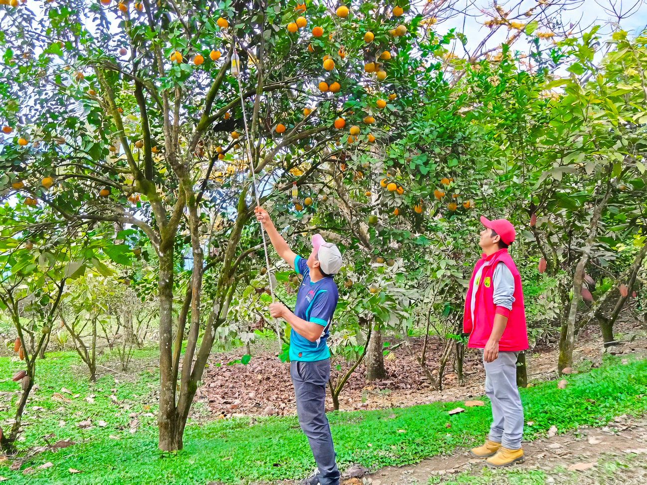 GORE Ayacucho inició campaña contra la mosca de la fruta en Huanta, La Mar, Vilcas Huamán y el VRAE