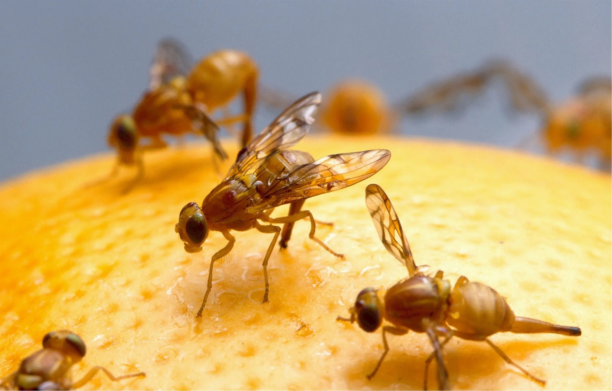 GORE Ayacucho inició campaña contra la mosca de la fruta en Huanta, La Mar, Vilcas Huamán y el VRAE