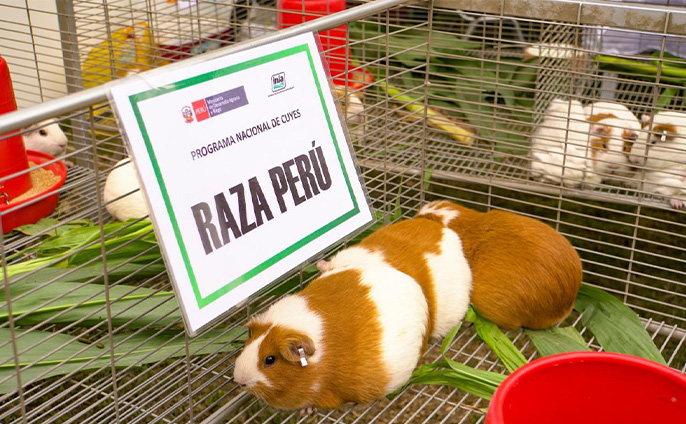 Se realizó el lanzamiento oficial de la Convención Internacional de Cuyícola (CICUY) Huarmey 2024, programada para el 2 y 3 de octubre