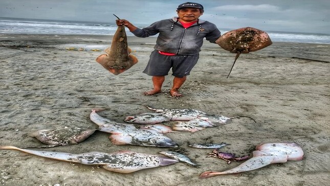 📸 Fotografía de:Noelia Villalobos Revilla

"Con esta bella fotografía quiero presentar el día a día de nuestros pesqueros artesanales, a la vez hacerles un reconocimiento y felicitaciones a la "Asociación de Pescadores Artesanales del Litoral de Asia (APALA) por su ardua labor que realizan día a día, qué con su esfuerzo nos brindan lo mejor del océano, gracias por su valentía que hace posible el sustento a sus hogares y enriquecen nuestra mesa con los recursos marinos. Por eso, considero que nuestro mar y la pesca es uno de los mejores lugares turísticos que tiene Asia.

¡Feliz Aniversario mi querido pueblo de Asia!