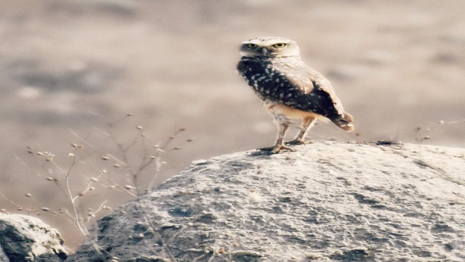 Reseรฑa: "La fauna de las Lomas de Asia en su mรกximo esplendor".